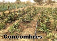 Espace_semencier_Beo_Neere_Concombres