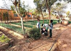 Jardin agroécologique Paas Yam_08